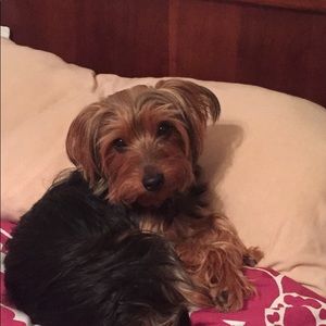 Meet your Posher, Oscar